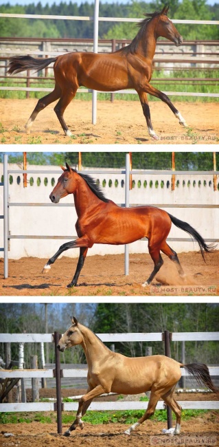 Ахалтекинская лошадь одна из самых старинных и породистых представителей. Грациозна и легка, вынослива, с большой скоростью бега.