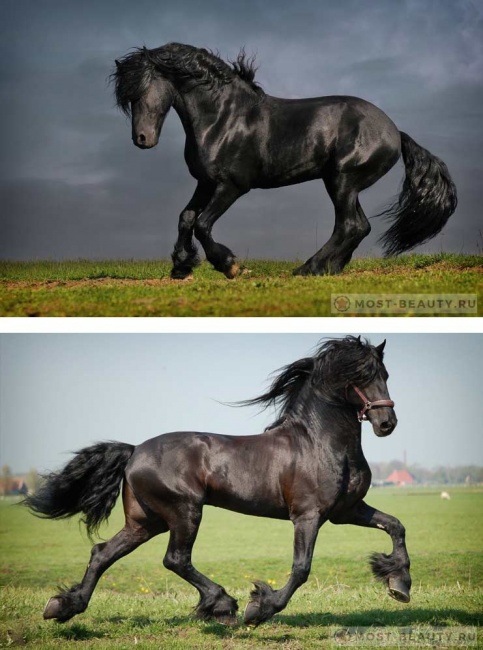 Фризская лошадь - "черная жемчужина". Они все черного цвета. Это лучший выбор для упряжек и показных выездов.
