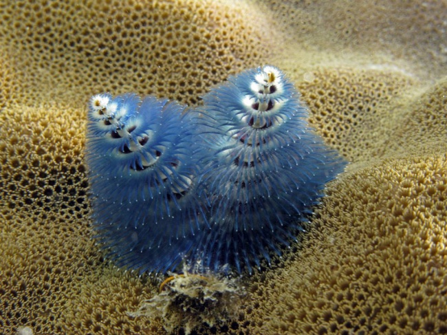 Загадочные обитатели морских глубин.