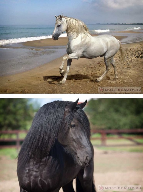 Андалузская лошадь - выведена в Испании. В движении - это яркое, красочное и эффективное зрелище, лошадь будто танцует, высоко поднимая ноги.