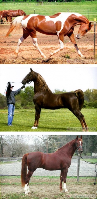 Американская верховая лошадь - чистокровная порода выведенная в США. Выглядит потрясающе.