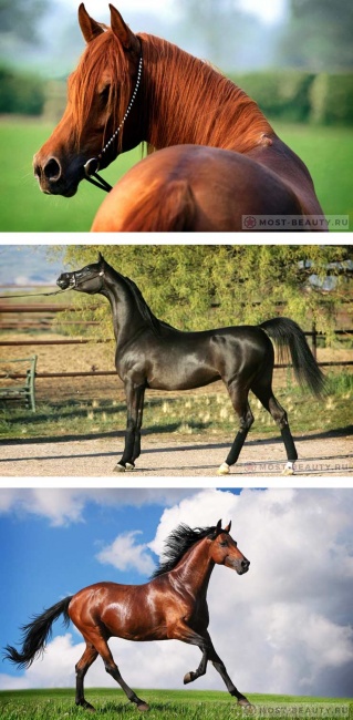 Арабская лошадь - порода самая дорогая и красивая, обладает поразительной скоростью бега.