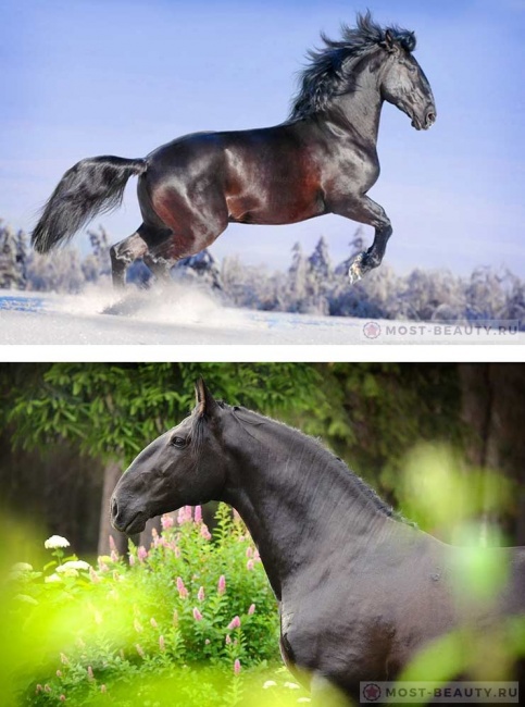 Кладрубская лошадь. Порода из прошлого наполнена величием и спокойным характером. Идеальна для верховой езды.