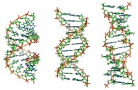 Так что же такое гены? И как выявить мутацию?