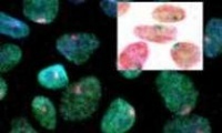 Стволовые клетки: история успеха