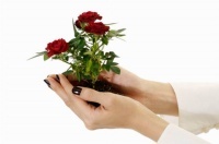 Как посадить розу из подаренного букета?