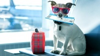 Как купить авиабилеты на собаку? Алгоритм действий.
