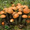 Мифы о грибах