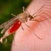 Почему комары считаются злейшими врагами человека?