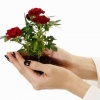Как посадить розу из подаренного букета?
