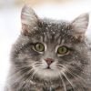 33 удивительных факта про кошек
