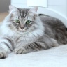 26-Сибирская кошка серебристого окраса.jpg