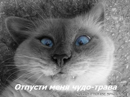 прикол