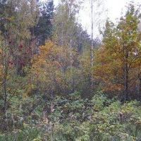 Неожиданная встреча