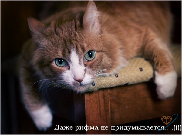 Фото без названия