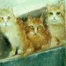 Кошки