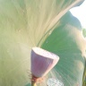 IMG-20200812-WA0060