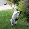 1342051490_1341987735_koty-foto-prikoly-12