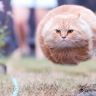 Кошки