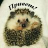 ёжик
