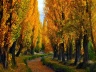 Portugal_landscapes_tree_Wallpaper_2560x1920_www.wall321.com