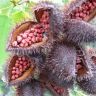 80380543_Bixa_orellana_fruit_roucou_kourou_2