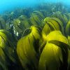 Морская капуста названа идеальным антиоксидантом