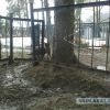История верного кота
