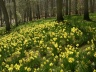 forest-flowers