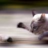 1342051752_1341987793_koty-foto-prikoly-26