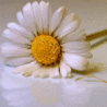 daisywhite