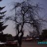 Гравюра ветвей