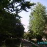 Кроны2