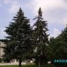 Два дерева