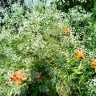 IMG_20180714_093243.jpg