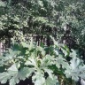 IMG_20140622_181737.jpg