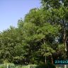 Кроны12
