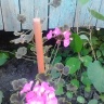 IMG_20140622_181913.jpg