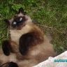 КОТТ БАРСИК