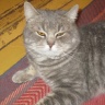 кот.JPG