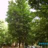 Кроны11