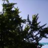 Кроны3