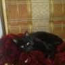 IMG_20130405_115517.jpg