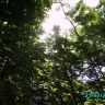 Кроны