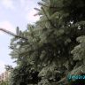 Лапы1