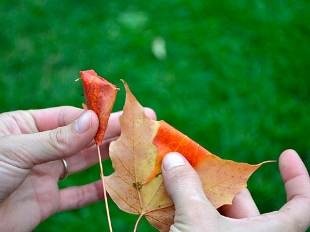 Розы из осенних листьев.