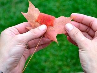 Розы из осенних листьев.